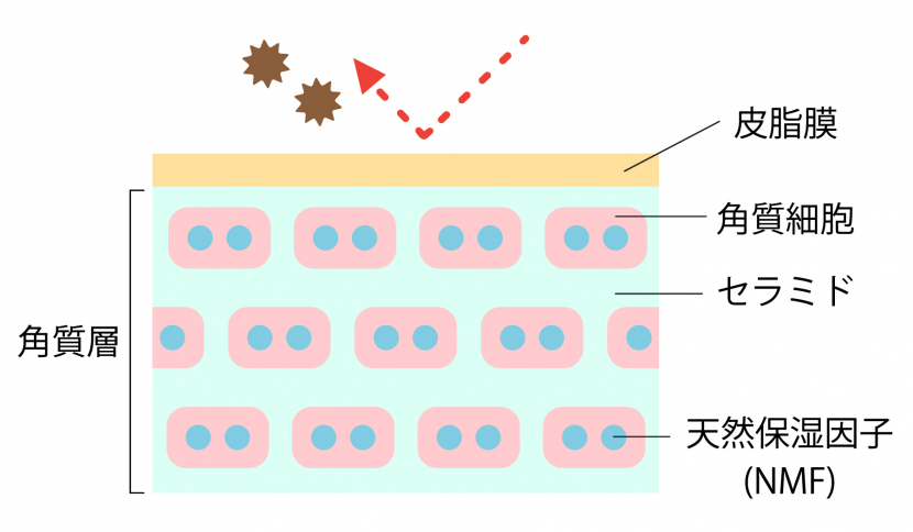 冬は乾燥の季節！肌のバリア機能についてご紹介